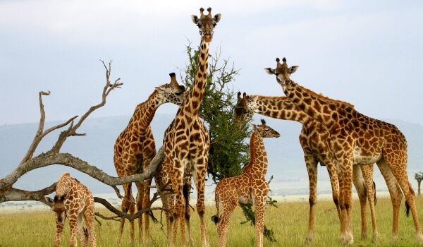 Foto: Žirafy v Africe