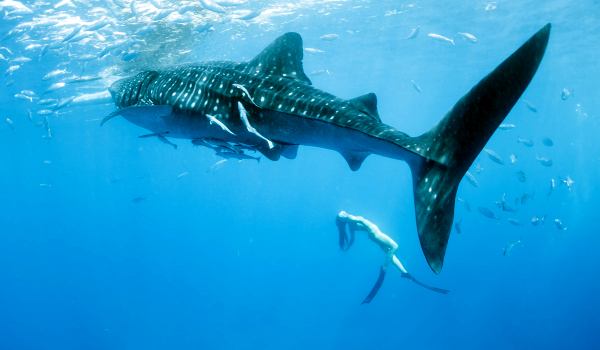 Photo: Largest shark
