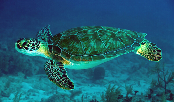 Foto: Sådan ser en havskildpadde ud