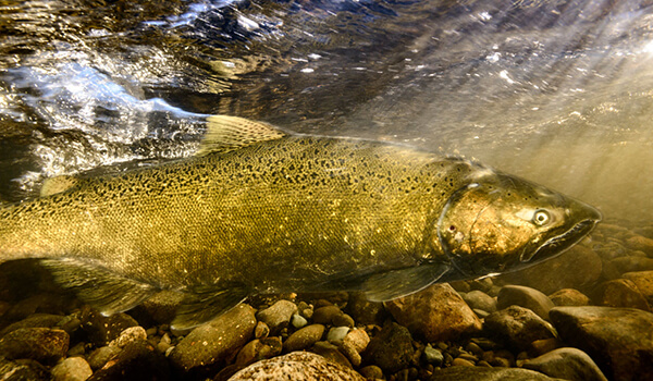 Photo: Chinook salmon in water