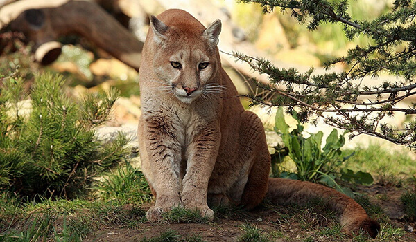 Foto: Puma na natureza
