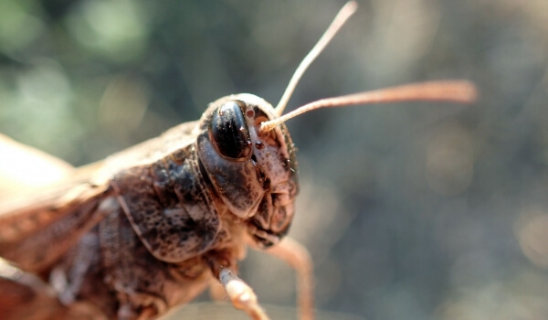 Photo: Cricket Insect