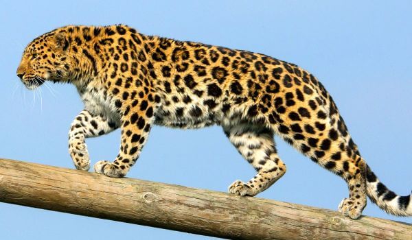  Foto: Amur leopardo