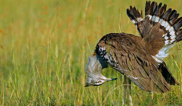 Photo: Steppe bird bustard