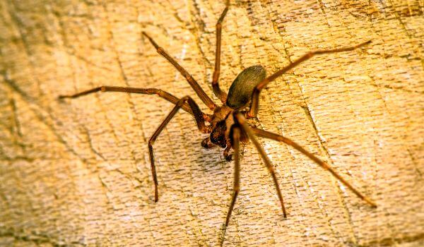 Photo: Brown Recluse
