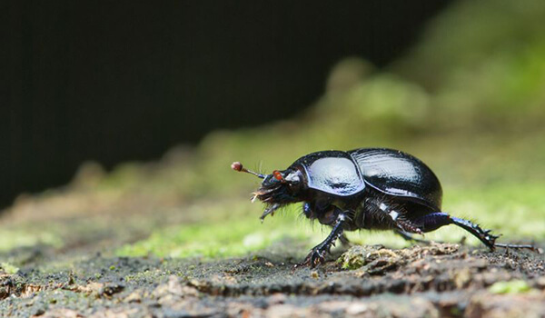 Photo: Dung beetle 