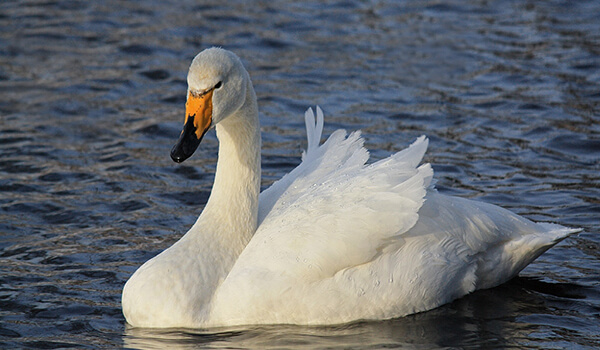 Photo: Whooper Swan