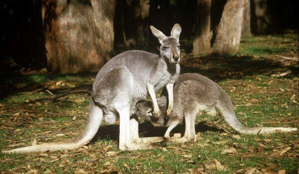 Foto: Grey Kangaroos
