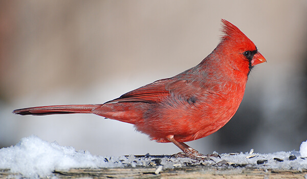 Photo: Red cardinal in winter