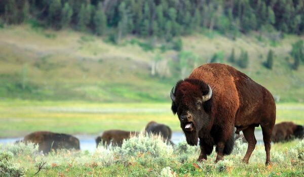 Photo: Bison from the Red Book
