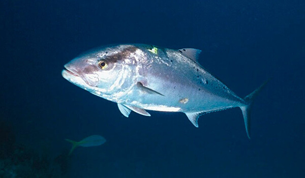 Photo: Lacedra fish