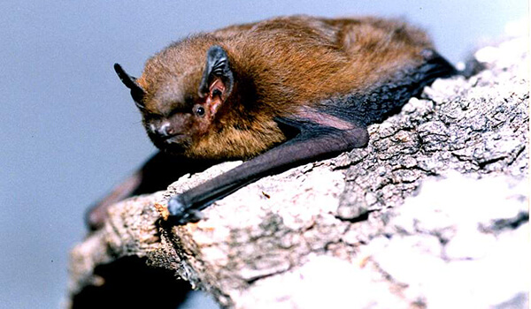 Photo: What a bat looks like