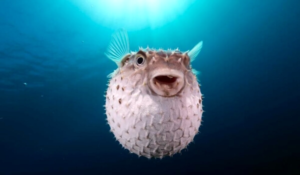 Photo: Urchinfish