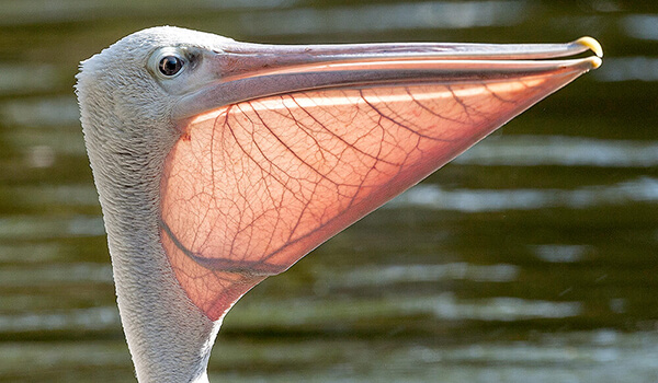 Photo: Pelican Beak
