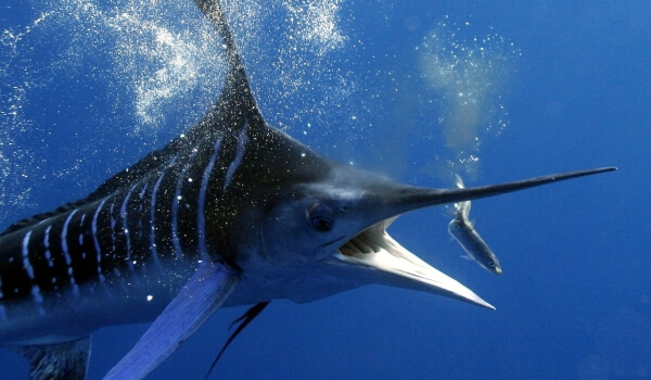 Photo: Swordfish