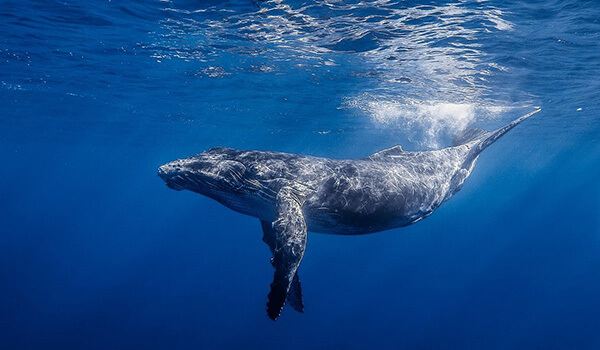 Foto: Gran ballena jorobada 