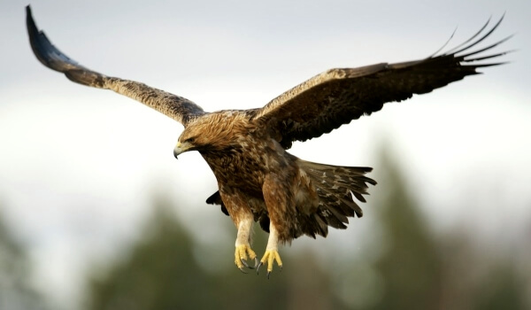 Photo: Animal golden eagle