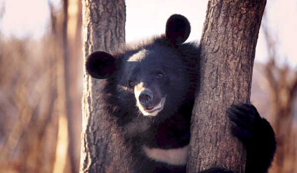 Vitbröstbjörn
