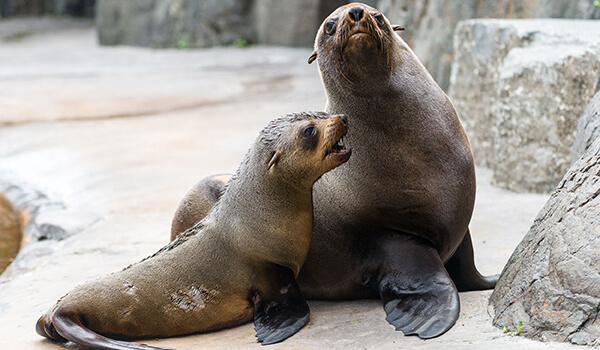 Photo: Fur Seals
