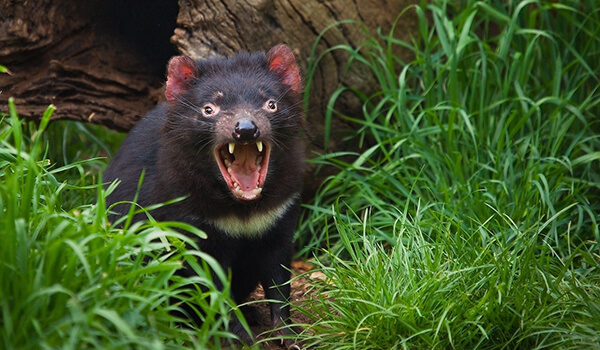 Photo: Red Book Tasmanian Devil