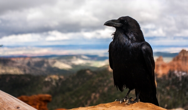 Photo: Raven bird