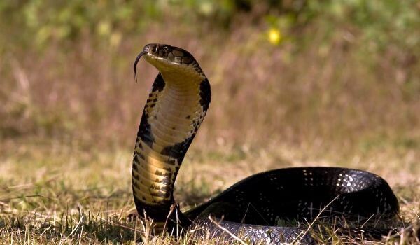 Photo: Poisonous King Cobra
