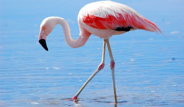 Photo: Flamingo