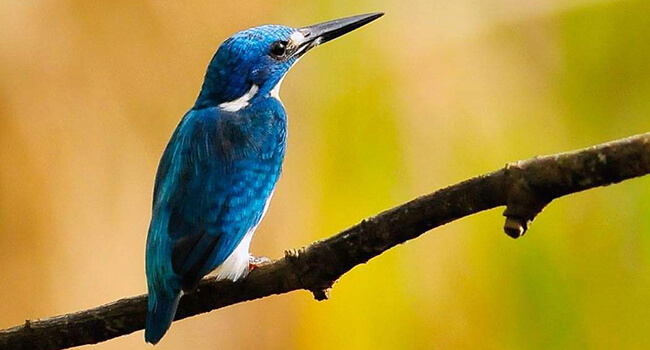 Foto: Hvordan en kingfisher ser ut