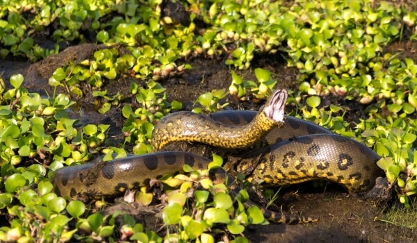 Photo: Giant Anaconda