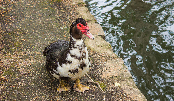 Photo: What a Muscovy duck looks like