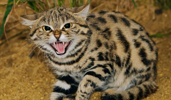 Photo: Wild black-footed cat