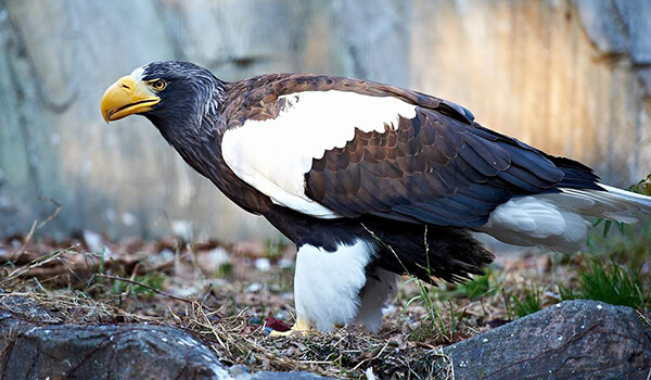 Foto: Steller's Sea Eagle