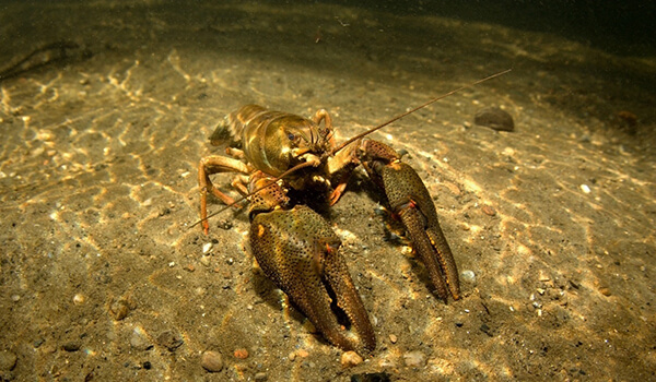 Photo: Broad-toed Crayfish
