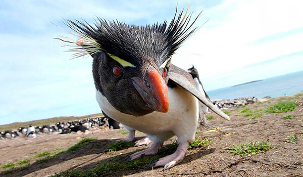 Photo: What a crested penguin looks like