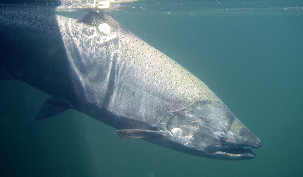 Photo: Chinook Fish