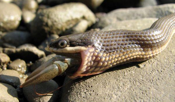 Photo: Water snake