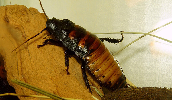 Photo: Male Madagascar cockroach