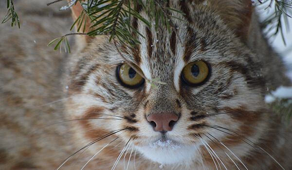 Photo : Amur forest cat in Russia