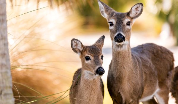 Foto: Deer and Cub
