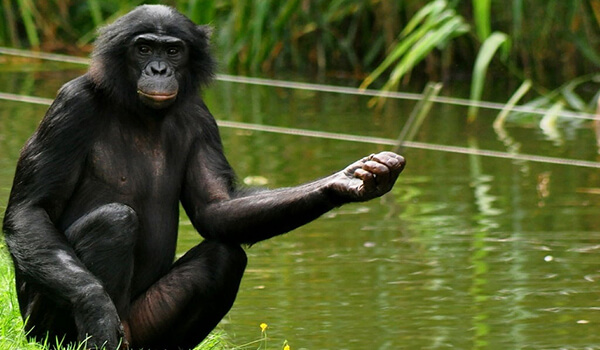 Foto: Bonobo