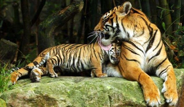 Foto: tigre malayo