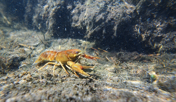 Photo: Broad-toed crayfish in water