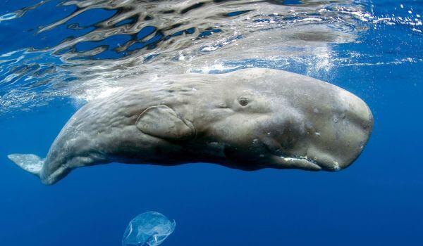 Photo: Sperm Whale