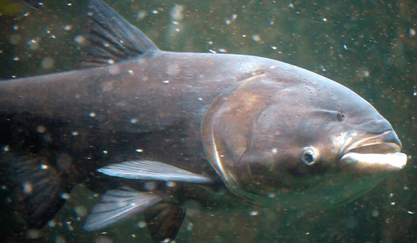 Photo: Silver carp in the pond