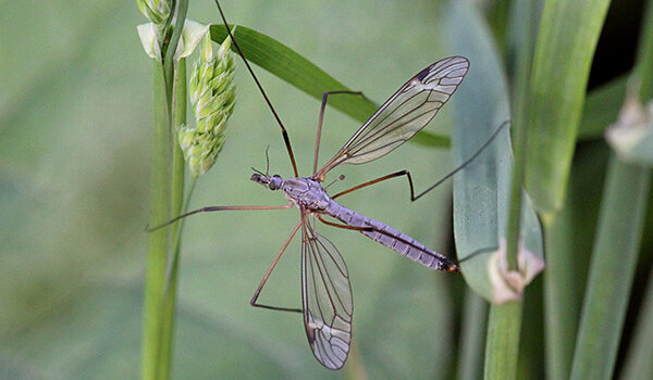 Photo: Longleg Mosquito