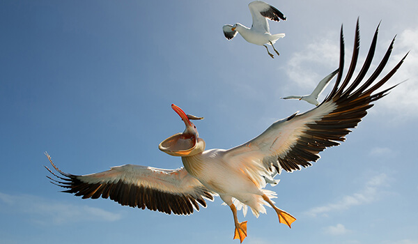 Photo: Pelican Bird