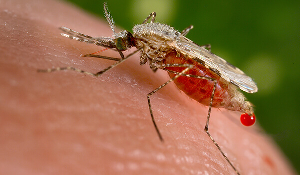  Photo: Malaria mosquito bite