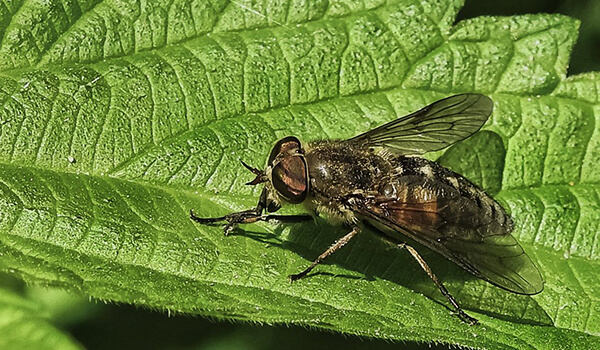 Photo: Large horsefly