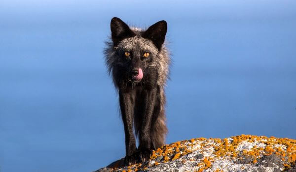 Photo: Silver fox animal