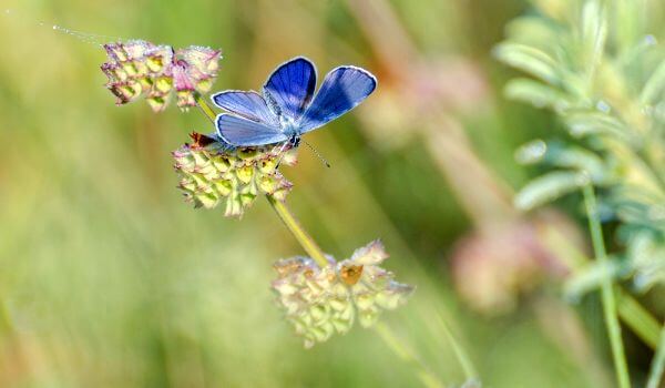Foto: borboleta azul